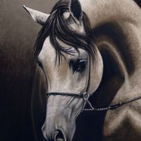 Piacenza - arabian mare, pastels. 50x65 cm, 1st place at The Festival of Equine Art in Warsaw on 02.04.2017